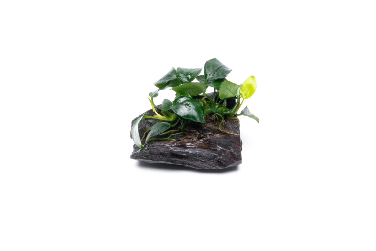 Anubias Nana Easy Aquarium Plant for Planted Tank - Glass Aqua