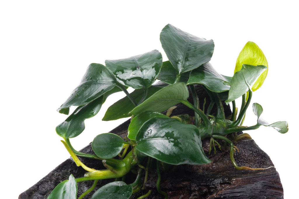 Anubias Nana Easy Aquarium Plant for Planted Tank - Glass Aqua