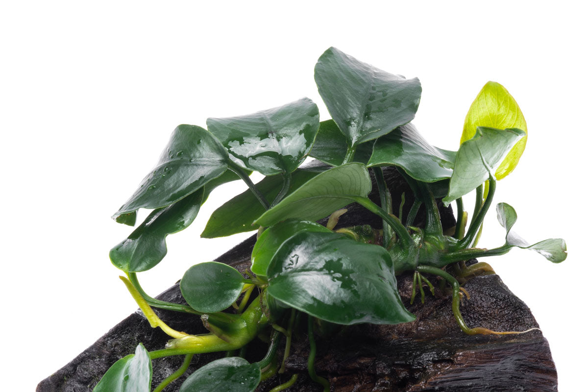 Anubias Nana Easy Aquarium Plant for Planted Tank - Glass Aqua