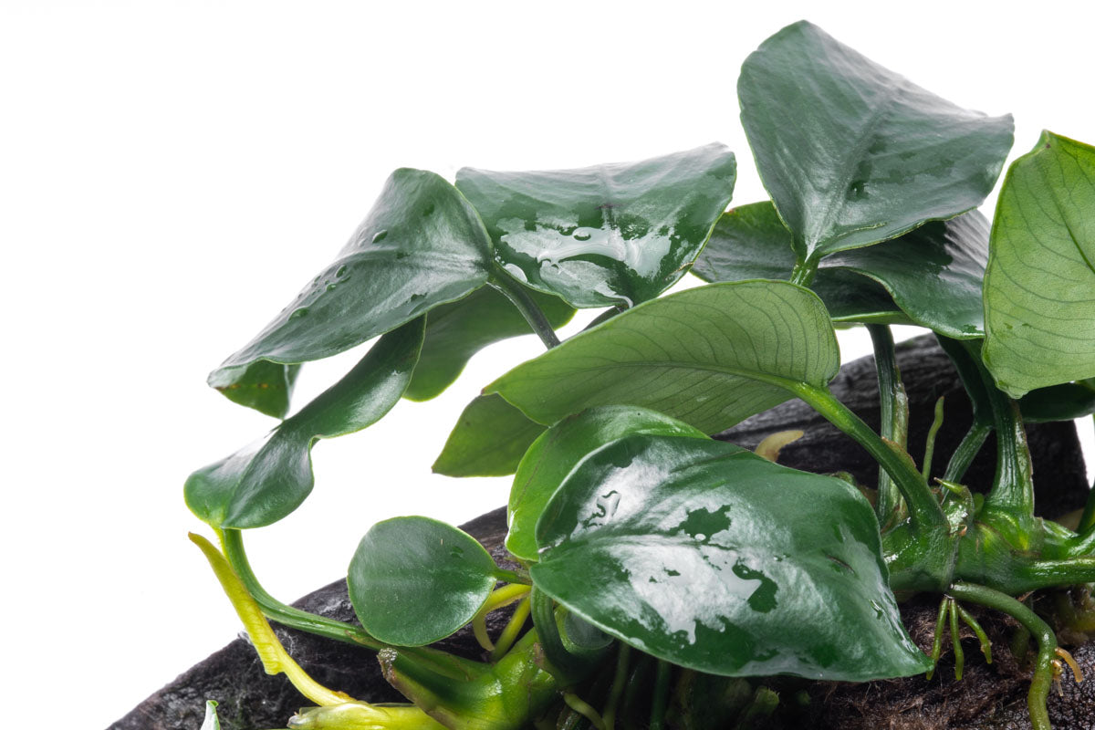 Anubias Nana Easy Aquarium Plant for Planted Tank - Glass Aqua
