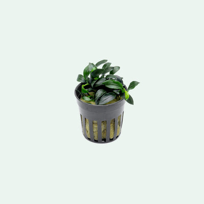 Anubias Pangolino | Rare Anubias Aquarium Plants - Glass Aqua