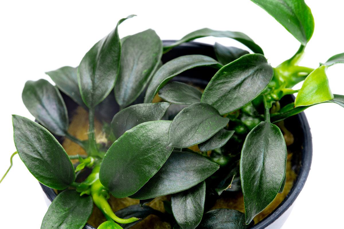 Anubias Pangolino | Rare Anubias Aquarium Plants - Glass Aqua
