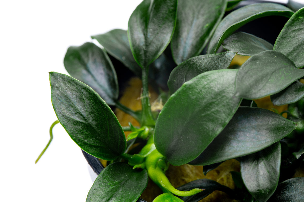 Anubias Pangolino | Rare Anubias Aquarium Plants - Glass Aqua