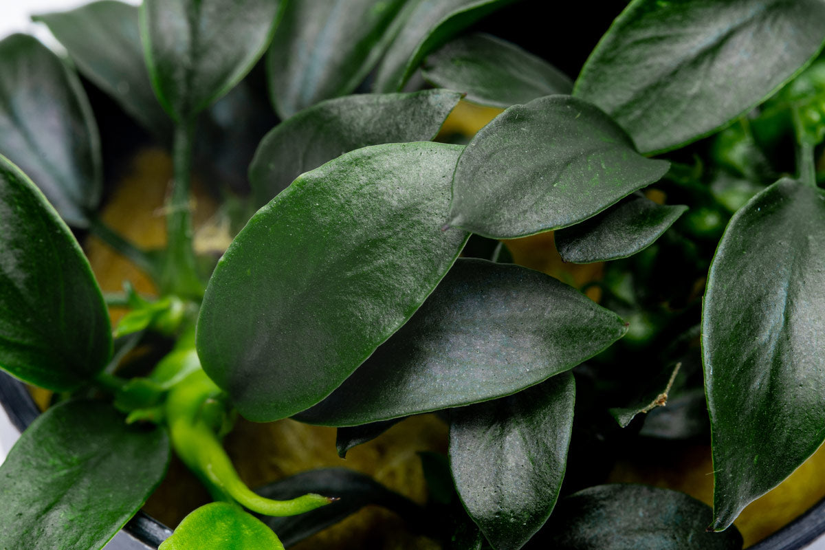 Anubias Pangolino | Rare Anubias Aquarium Plants - Glass Aqua