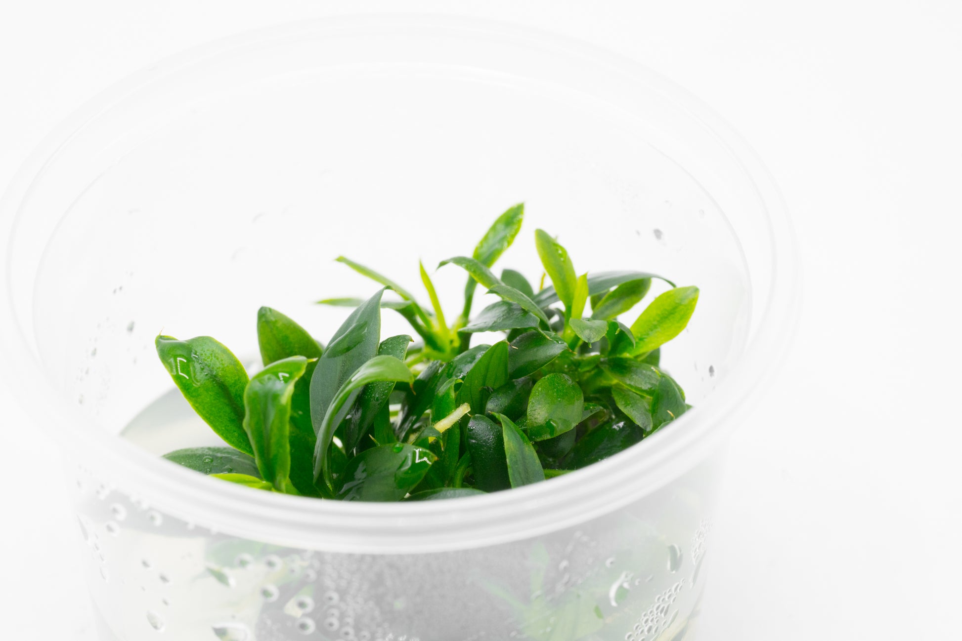 Shop Anubias Nana Pangolino Aquatic Plants - Glass Aqua