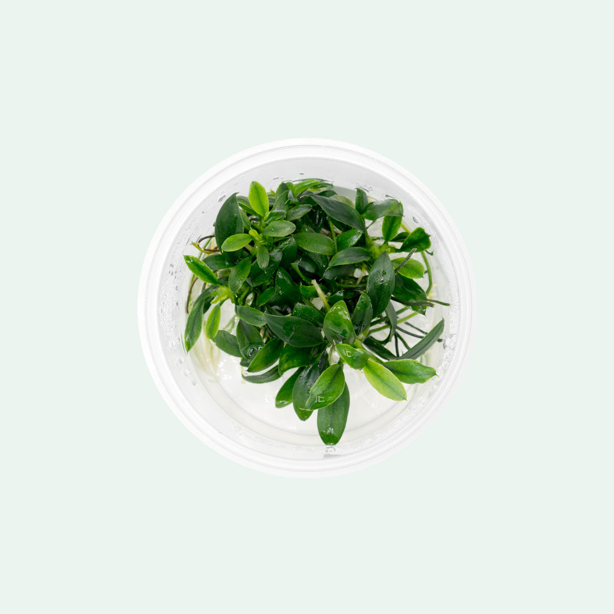 Shop Anubias Nana Pangolino Aquatic Plants - Glass Aqua