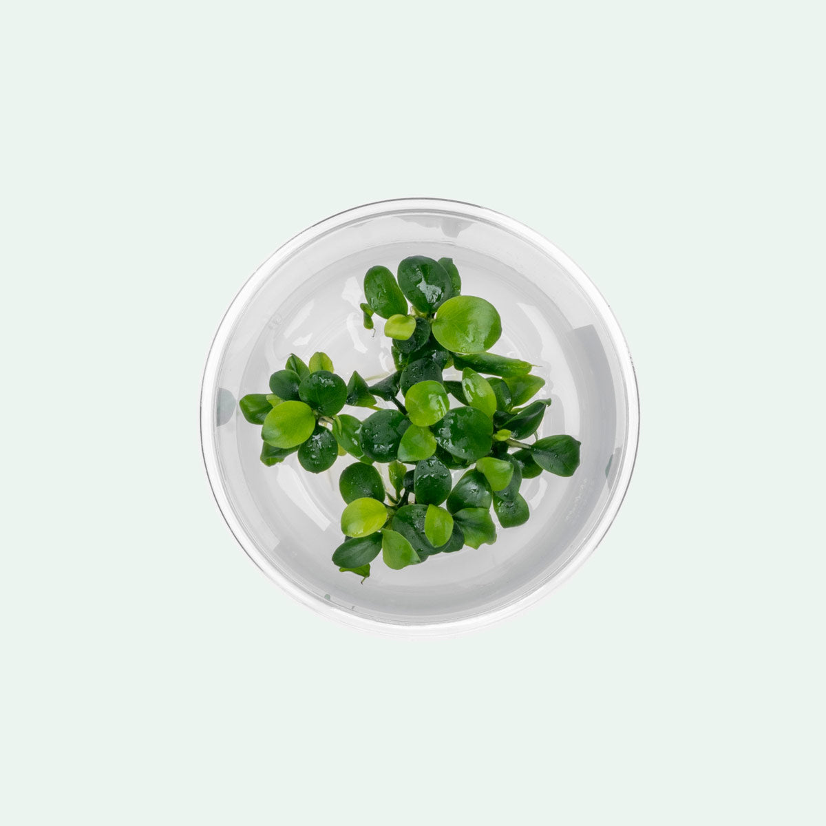 Anubias Nana Petite Tissue Culture Aquatic Plant