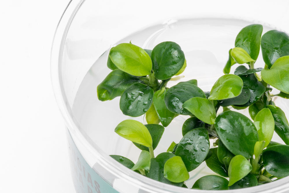 Anubias Nana Petite Tissue Culture Aquatic Plant