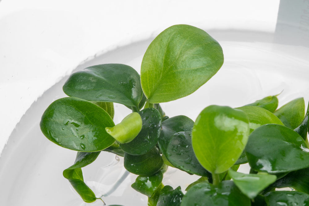 Anubias Nana Petite Tissue Culture Aquatic Plant