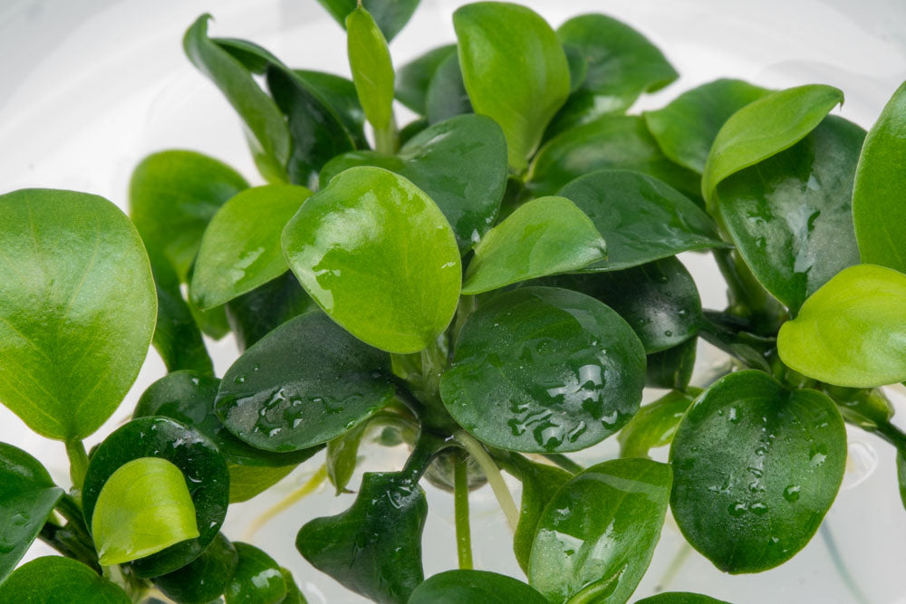 Anubias Nana Petite Tissue Culture Aquatic Plant