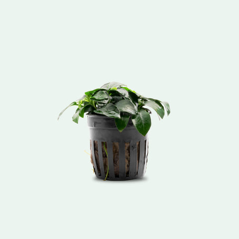 Anubias Nana Petite - Glass Aqua