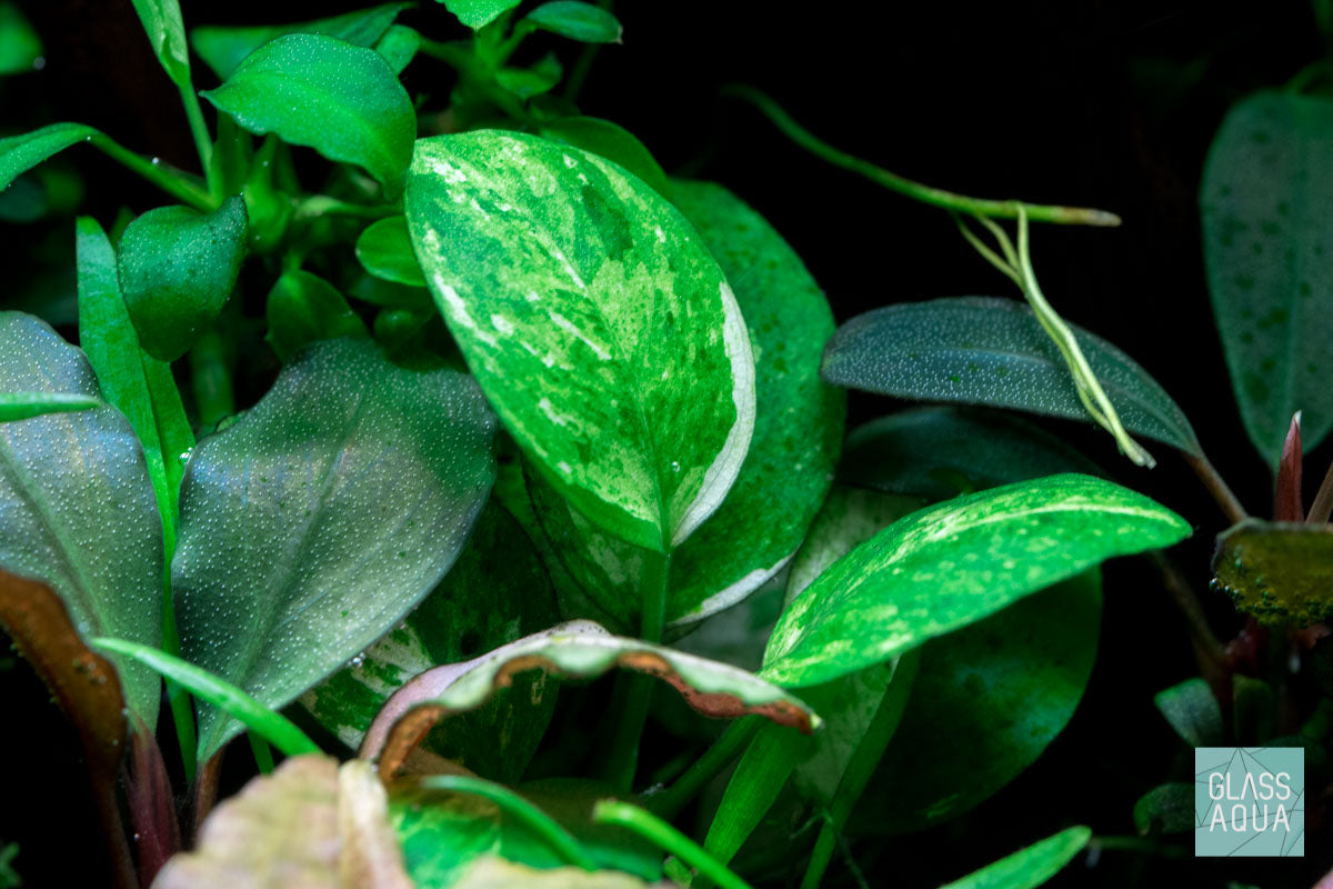 Anubias Nana Pinto - Glass Aqua