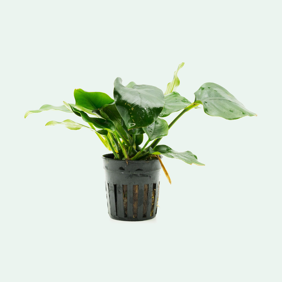 Shop Anubias Nana Thick Leaf Aquatic Plants - Glass Aqua