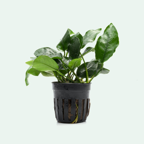 Anubias Nana - Glass Aqua