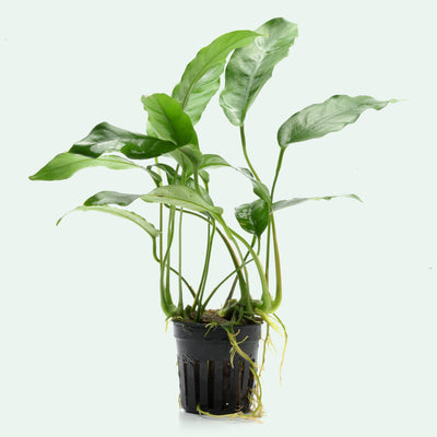 Anubias Short and Sharp - Glass Aqua