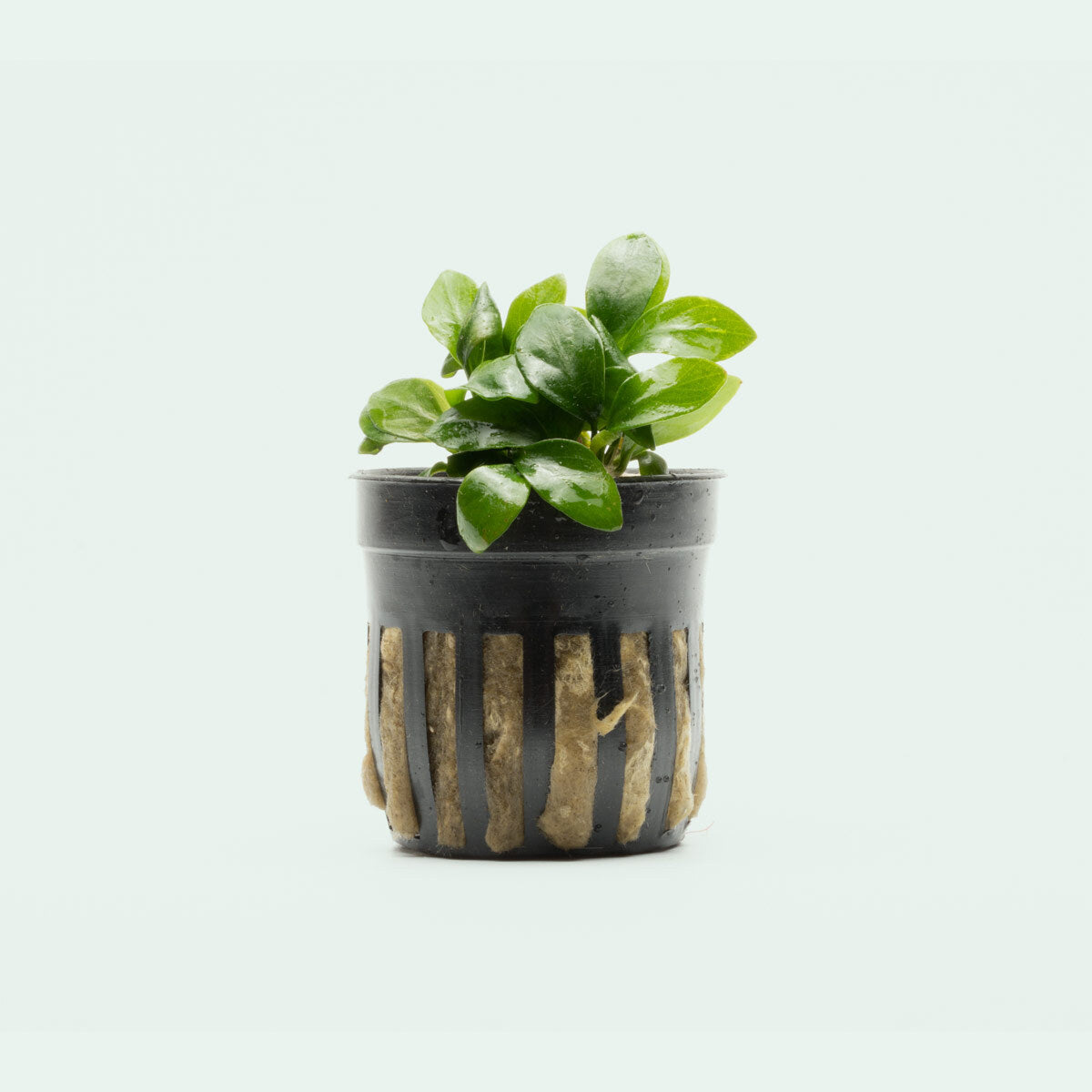 Shop Anubias Nana Spear Leaf Aquatic Plants - Glass Aqua