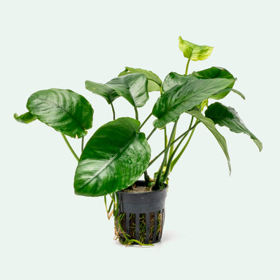 Anubias Barteri Wrinkle Leaf Easy Beginner Aquarium Plant