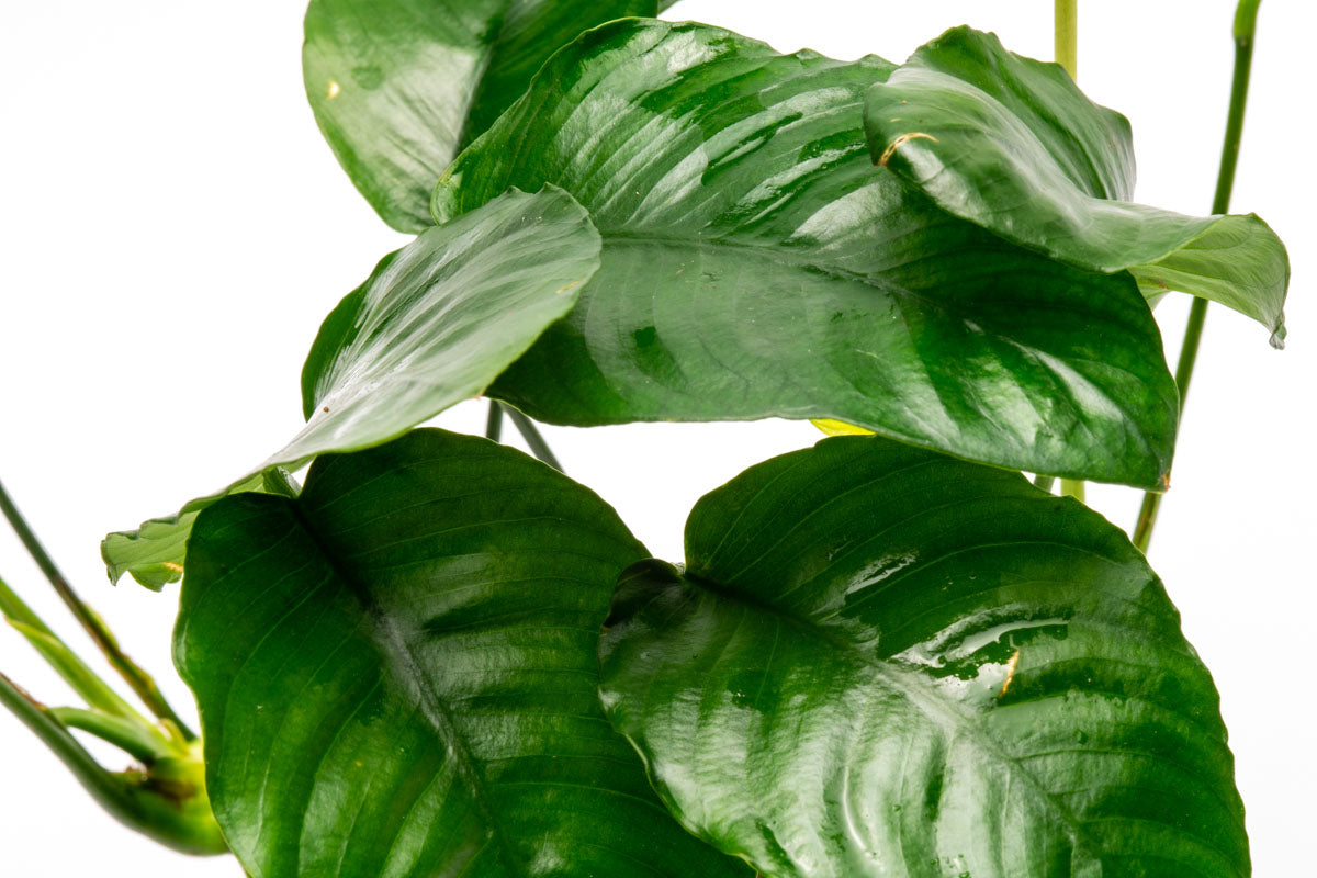 Plante D'Aquarium Anubias Barteri Wrinkle Leaf - Plante Vivante Pour Aquarium D'Eau Douce Avec Passeport Phytosanitaire