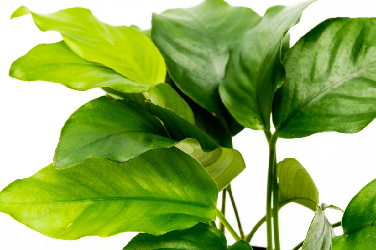 Anubias Barteri Easy Low Light Aquarium Aquatic Plant - Glass Aqua