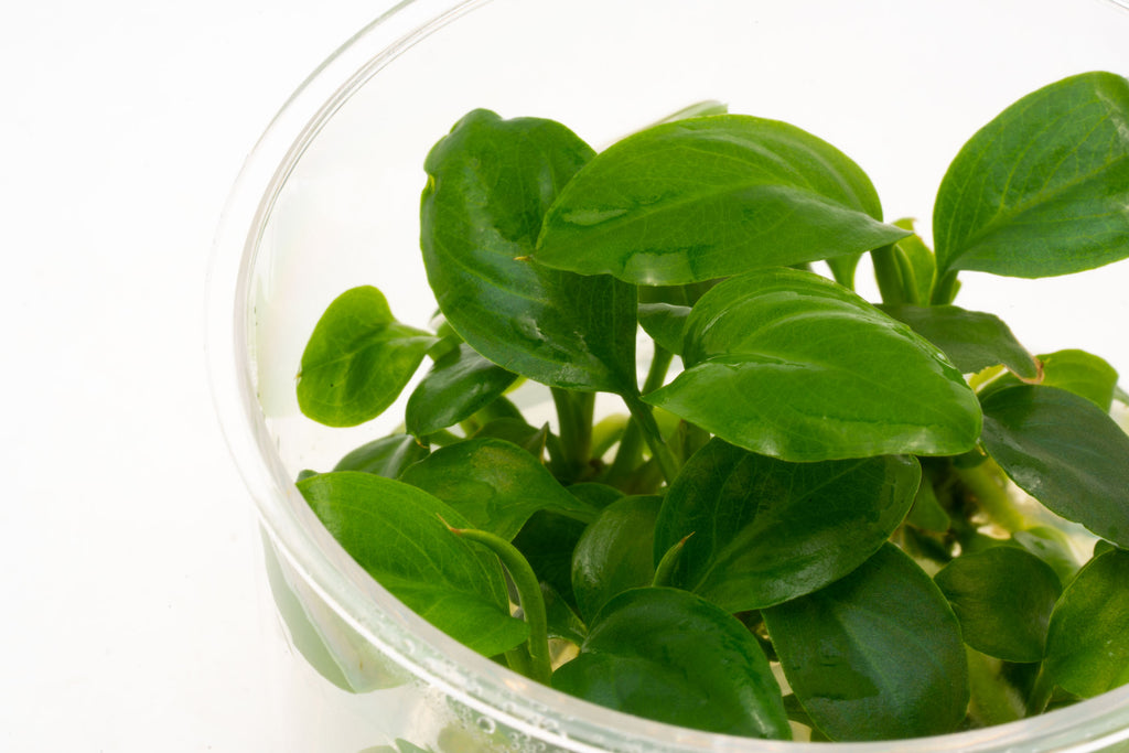 Shop Anubias Heterophylla Aquatic Plants - Glass Aqua
