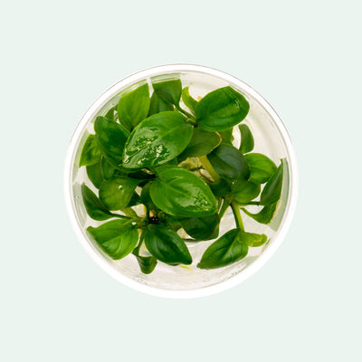 Shop Anubias Heterophylla Aquatic Plants - Glass Aqua