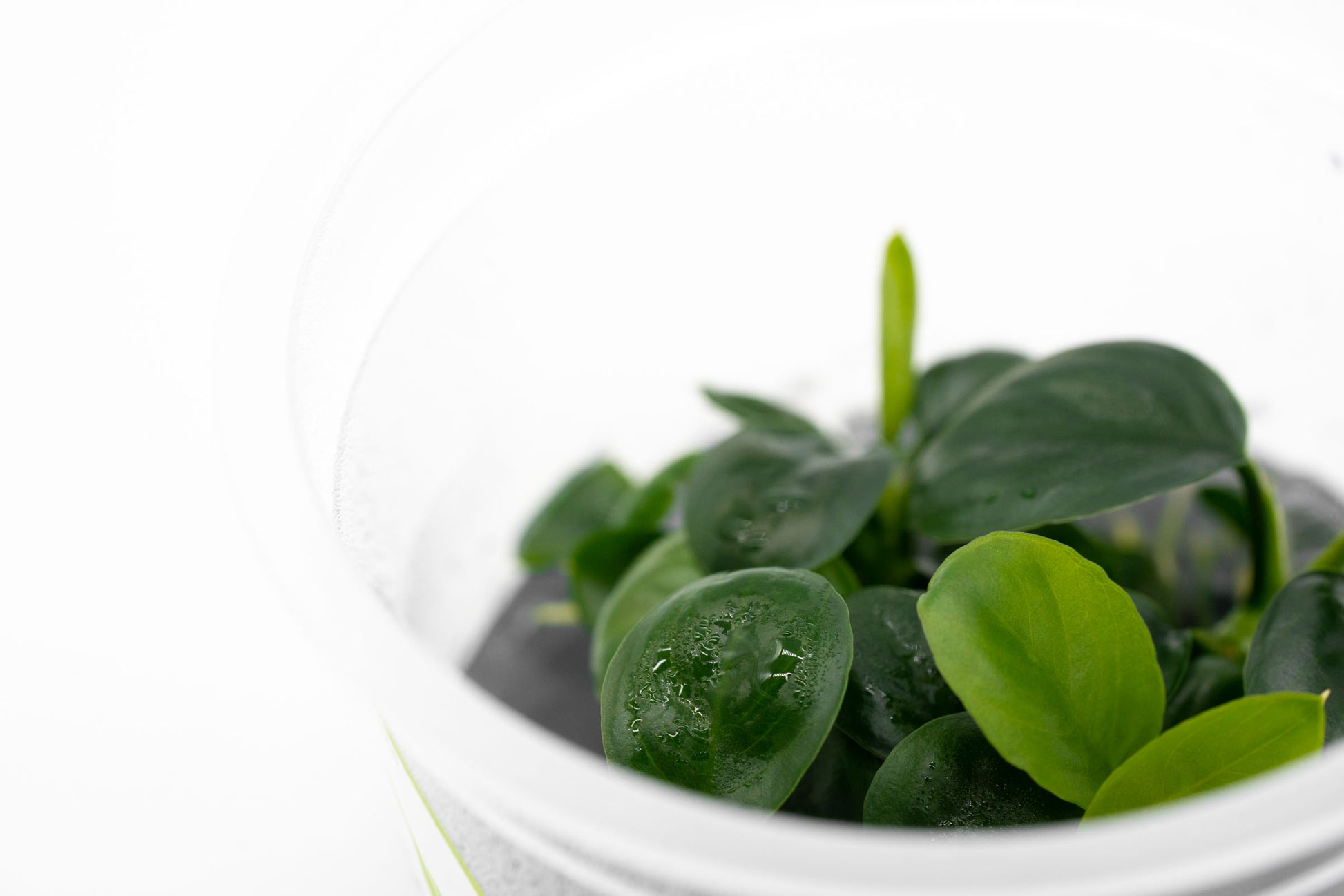 Shop Anubias Nangi Aquatic Plants - Glass Aqua