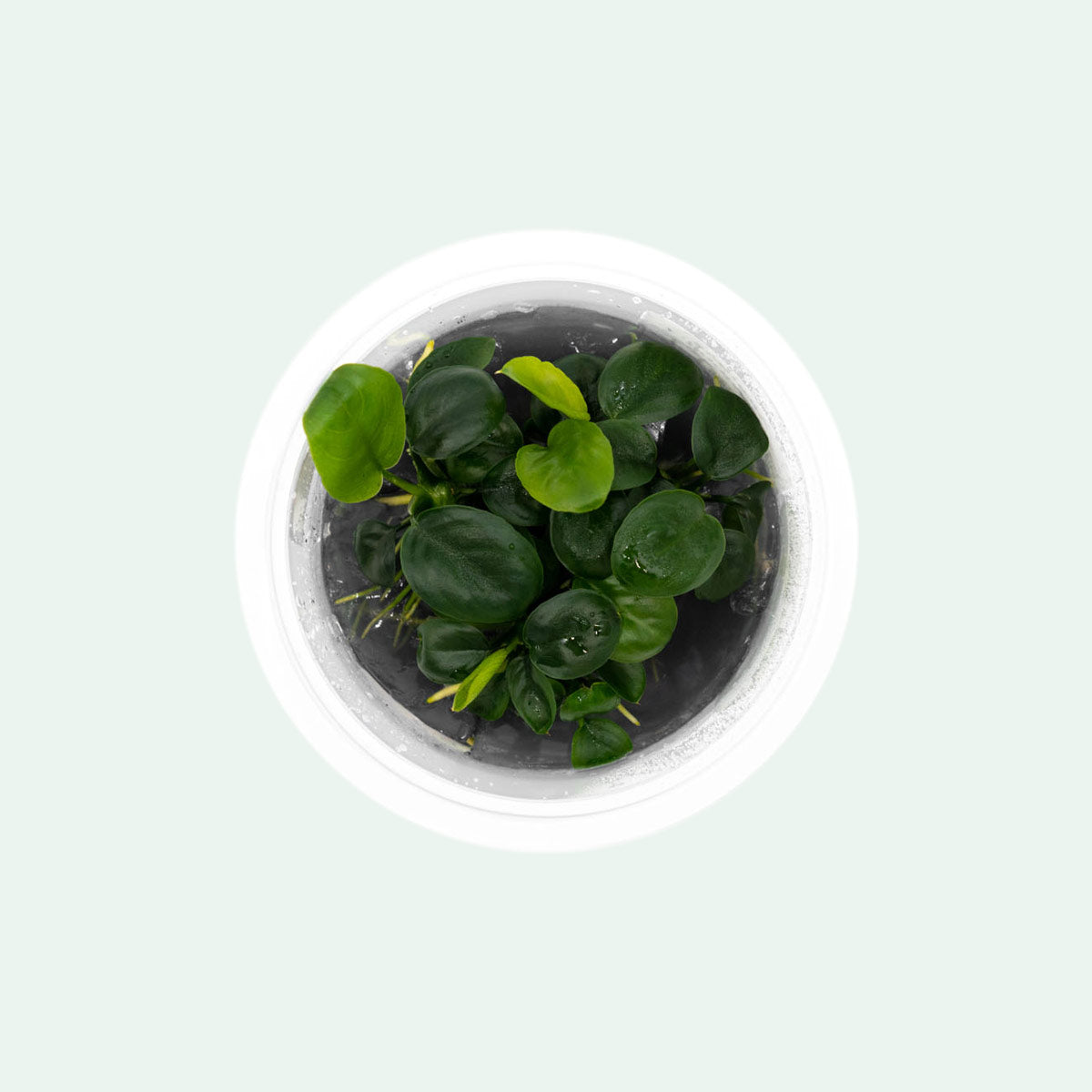 Shop Anubias Nangi Aquatic Plants - Glass Aqua