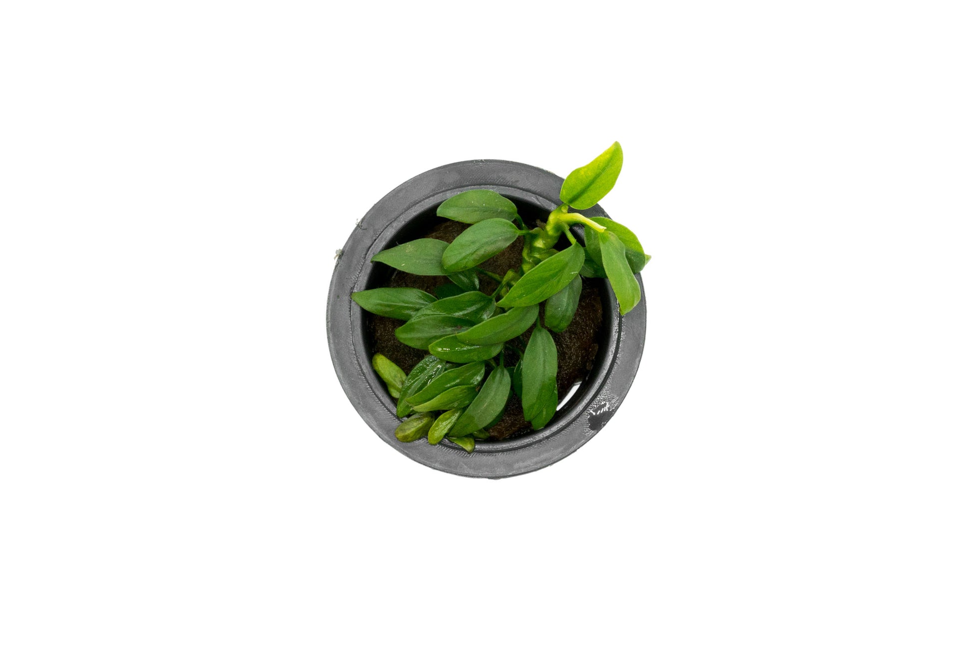 Shop Anubias Chili Aquatic Plants - Glass Aqua
