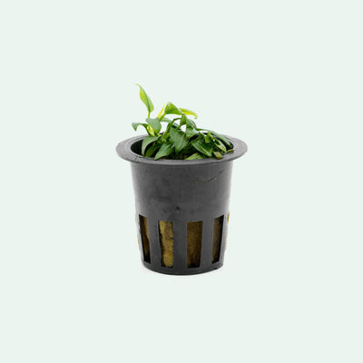 Shop Anubias Chili Aquatic Plants - Glass Aqua