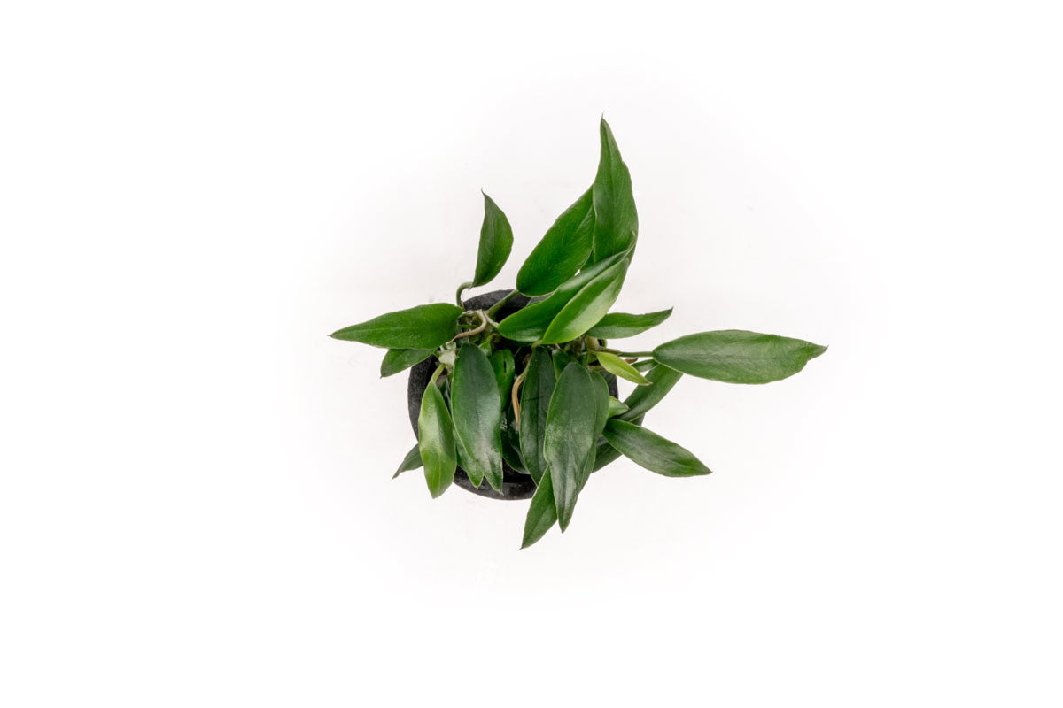 Anubias Chili Jalapeno | Rare Anubias Aquarium Plant