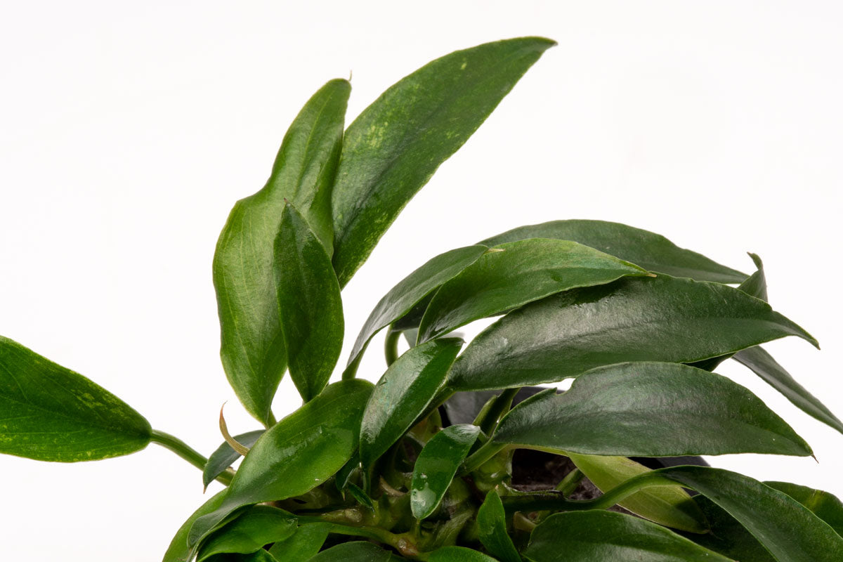 Anubias Chili Jalapeno | Rare Anubias Aquarium Plant