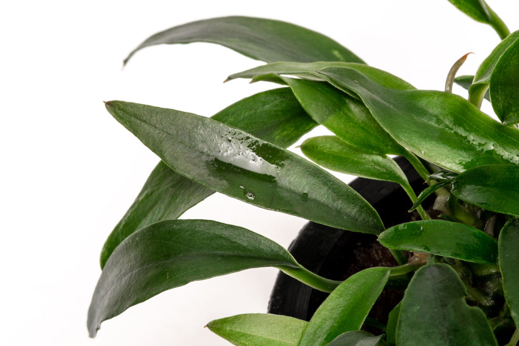 Anubias Chili Jalapeno | Rare Anubias Aquarium Plant