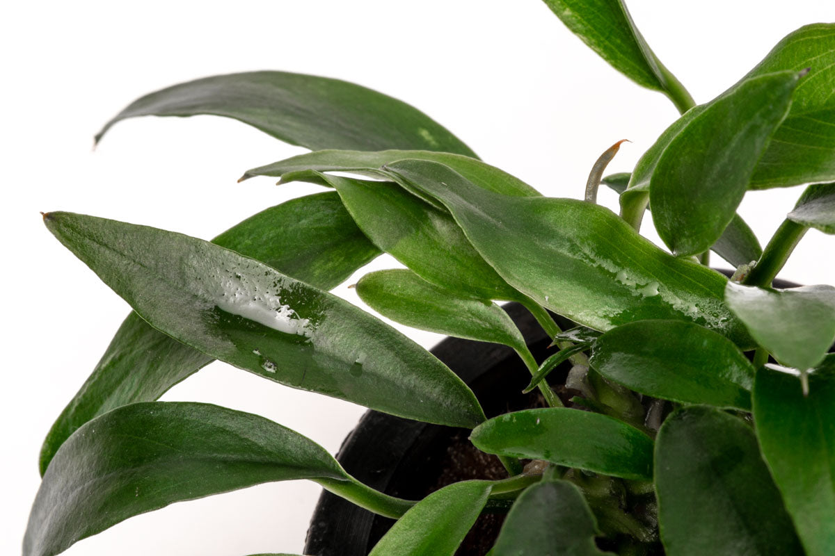Anubias Chili Jalapeno | Rare Anubias Aquarium Plant