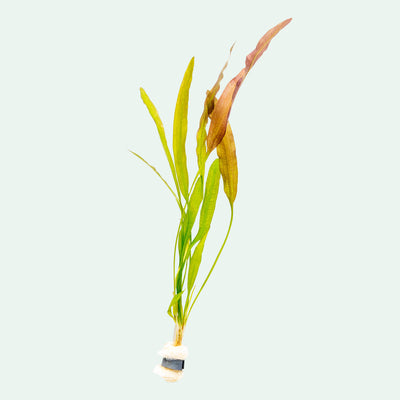 Aponogeton Crispus Live Aquarium Plant For Planted Aquarium Tanks