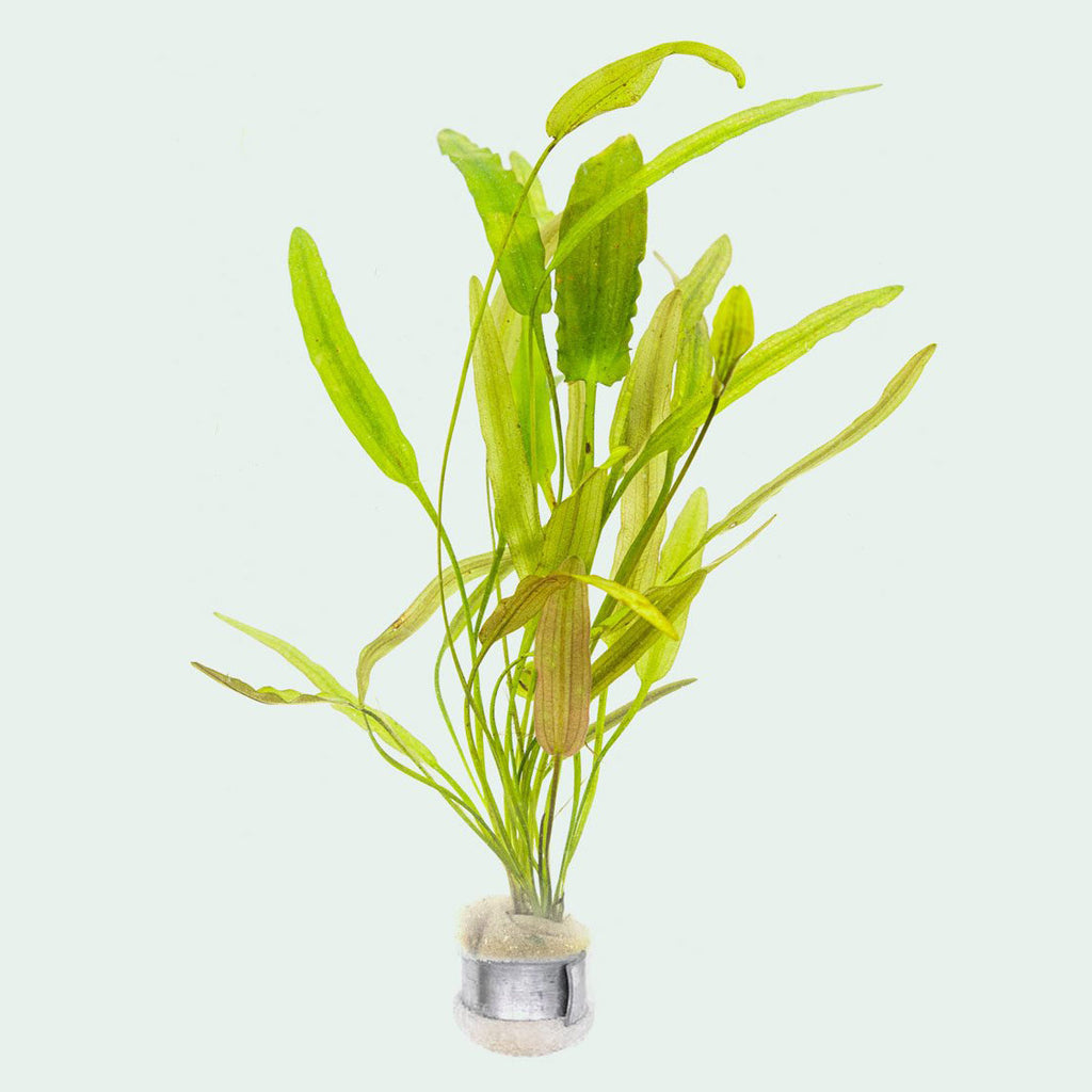 Aponogeton Natans | Shop Beginner Aquarium Plants - Glass Aqua