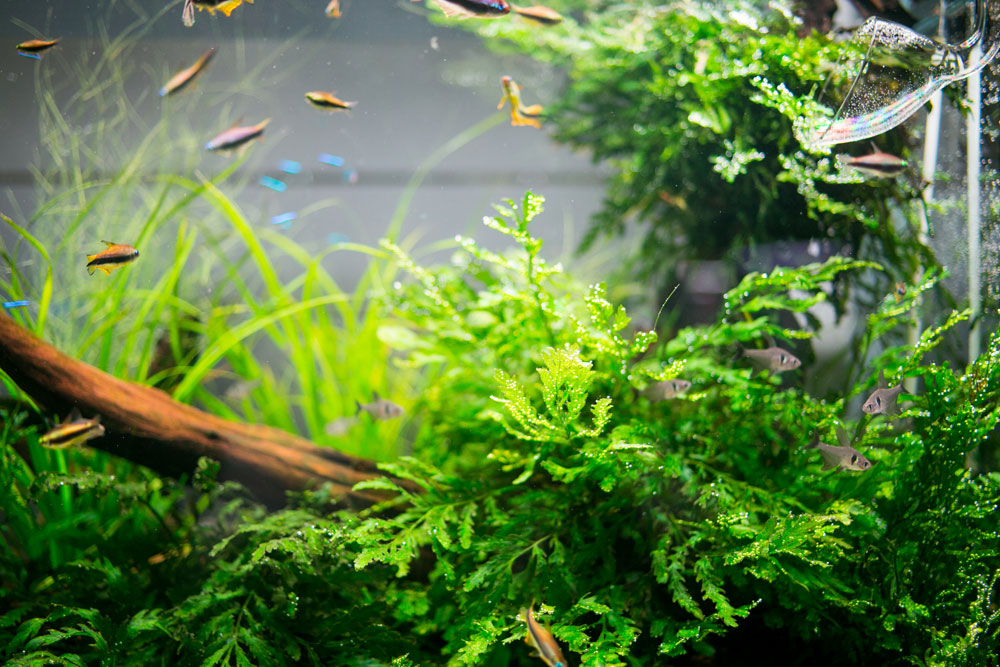 Shop Aquario Neo Soil Substrate - Glass Aqua