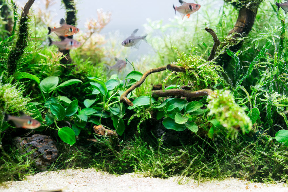 Shop Aquario Neo Soil Substrate - Glass Aqua