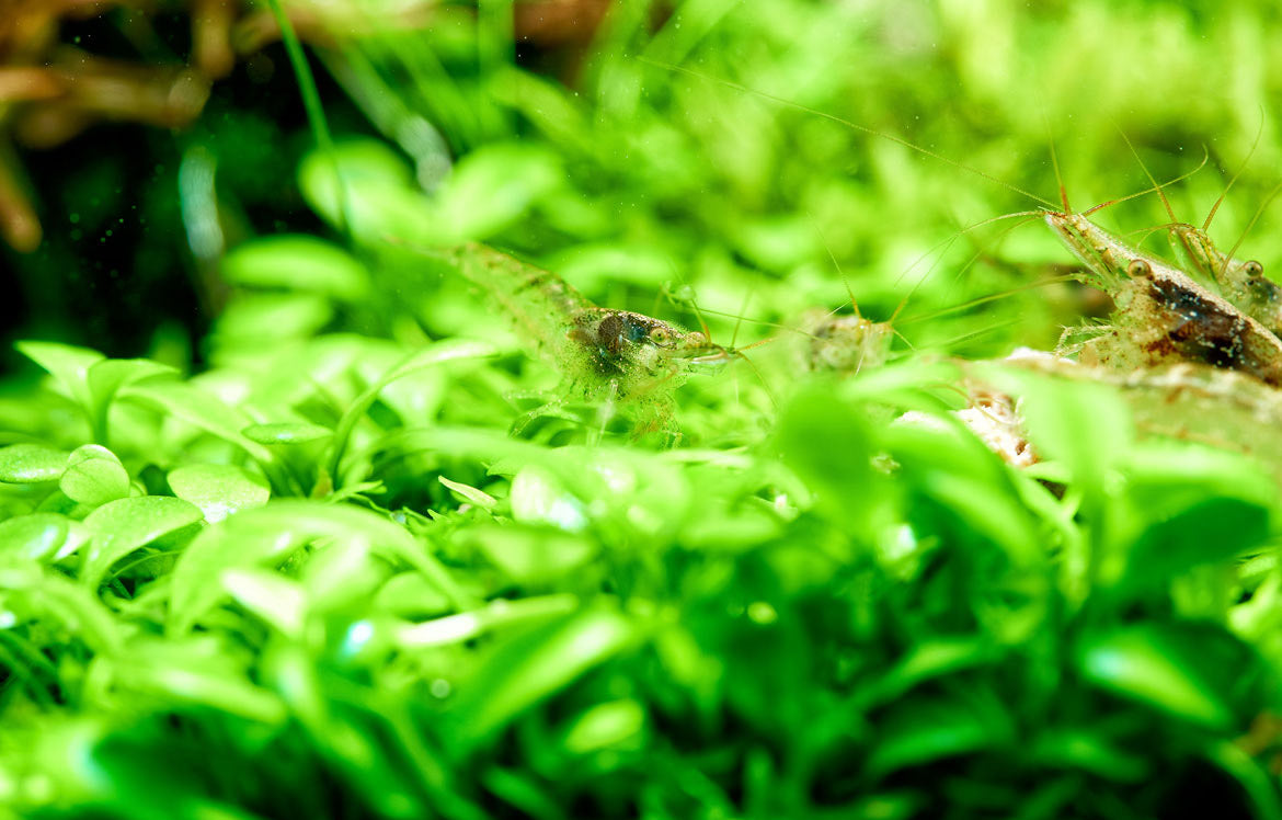 Shop Aquario Neo Soil Substrate - Glass Aqua