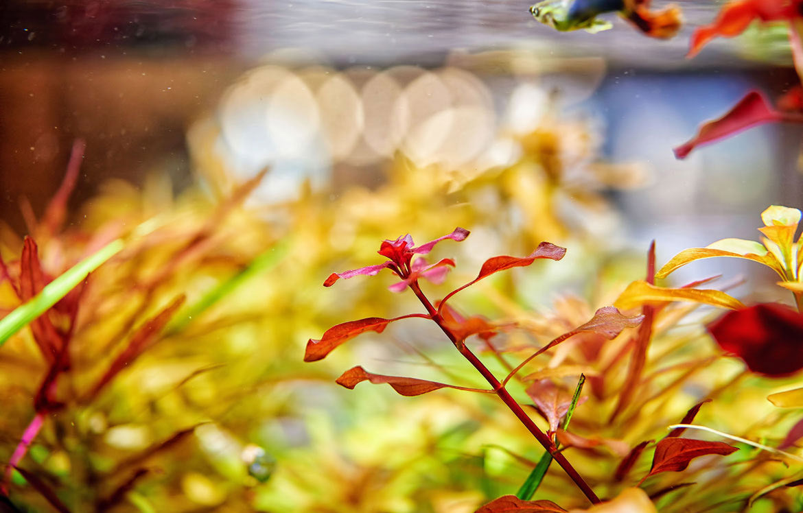 Shop Aquario Neo Soil Substrate - Glass Aqua