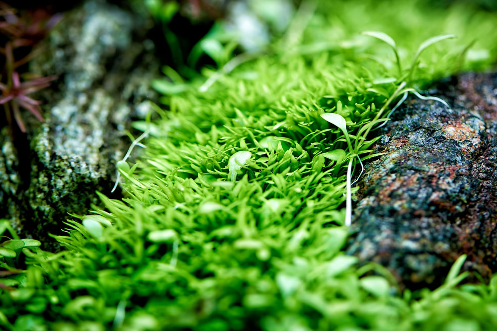 Shop Aquario Neo Soil Substrate - Glass Aqua