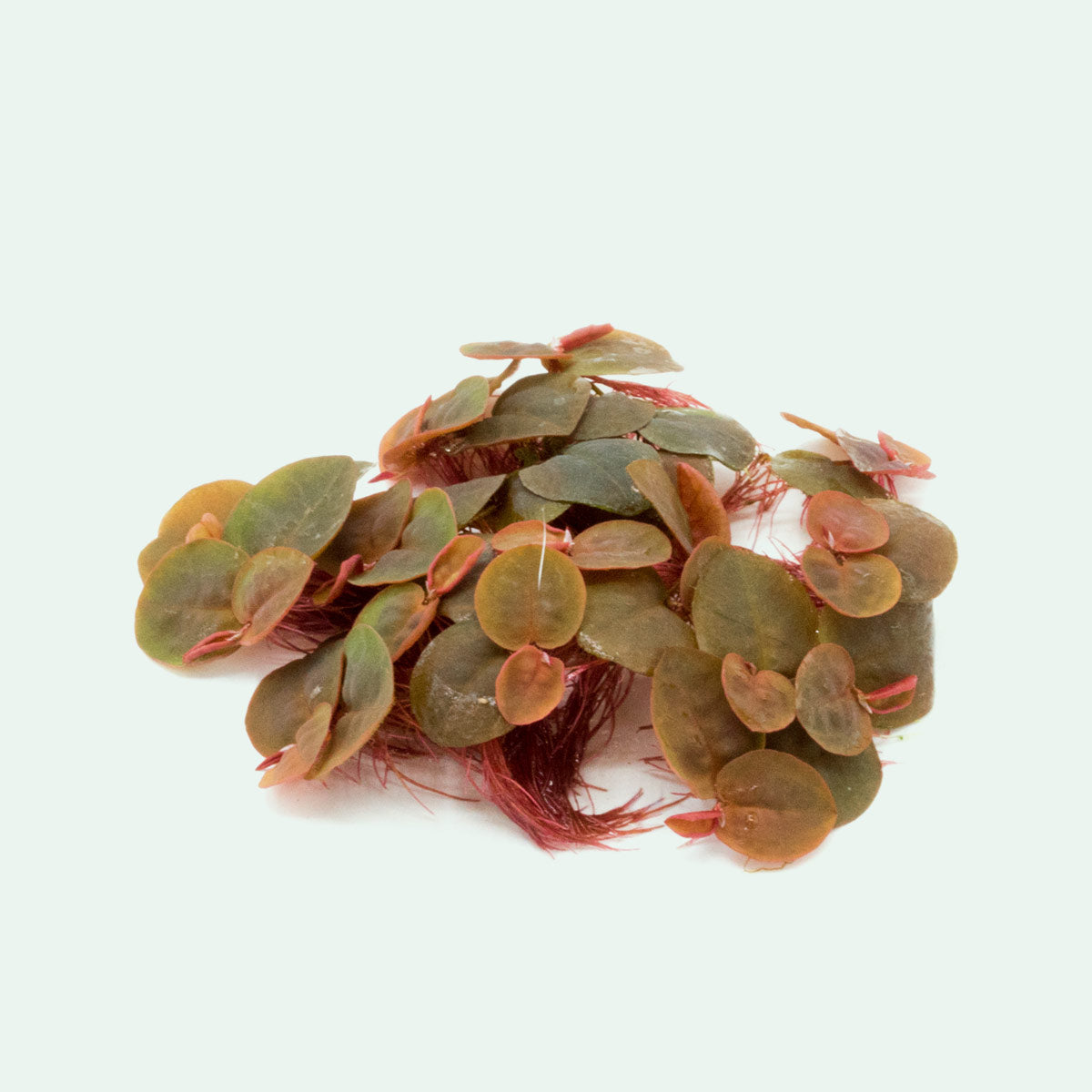 Phyllanthus Fluitans Red Root Floater - Glass Aqua