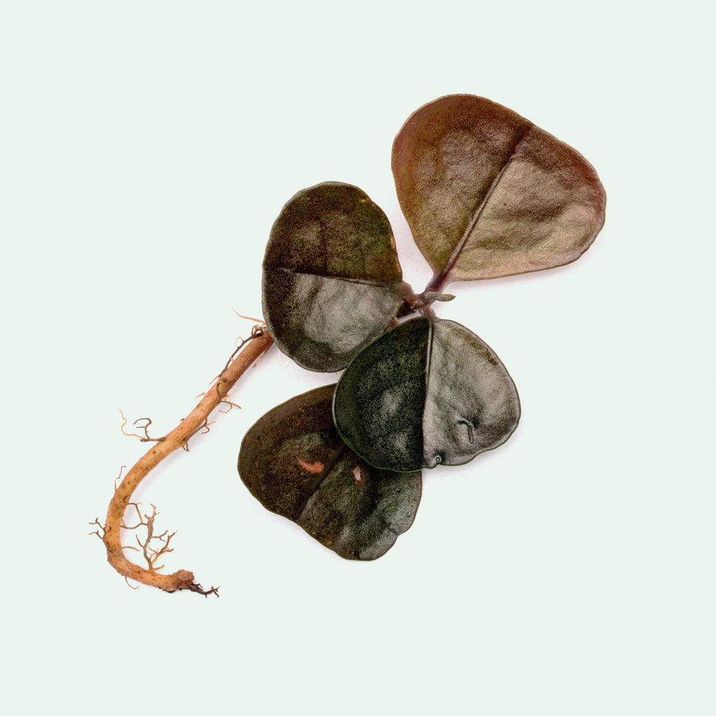 Ardisia Rare Terrarium Vivarium House Plant
