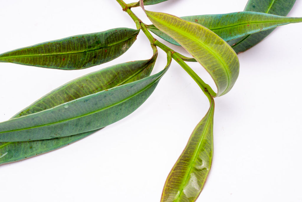Ardisia Blue Rare Terrarium Vivarium House Plant