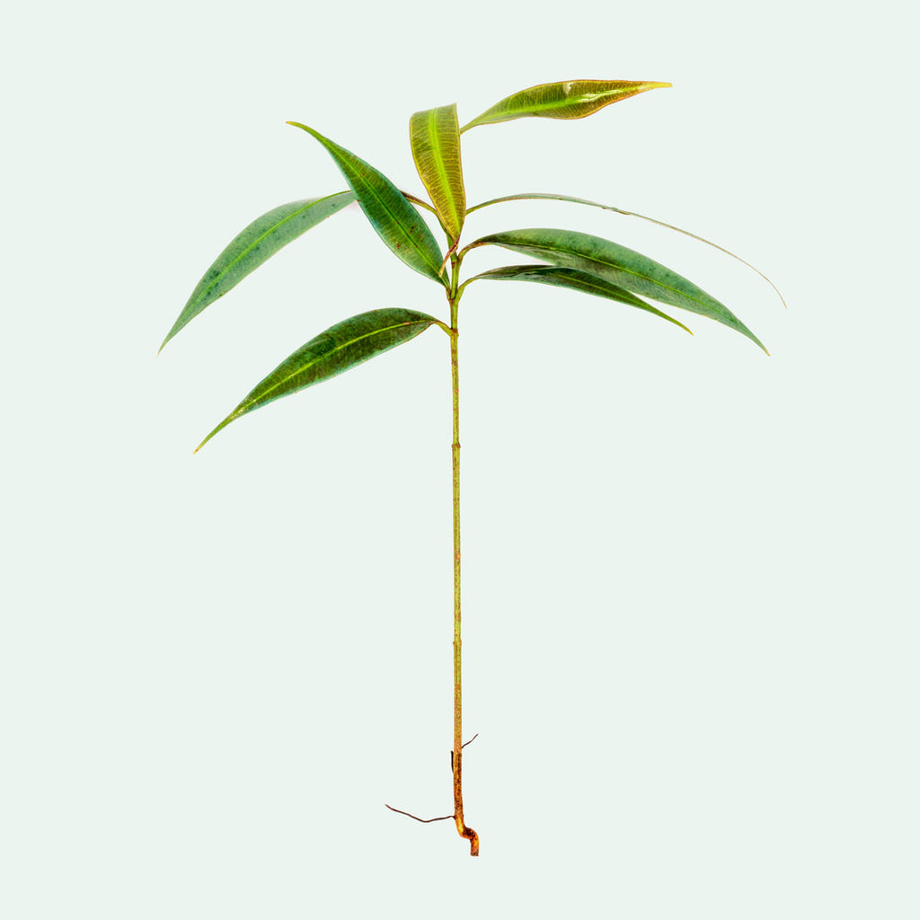 Ardisia Blue Rare Terrarium Vivarium House Plant