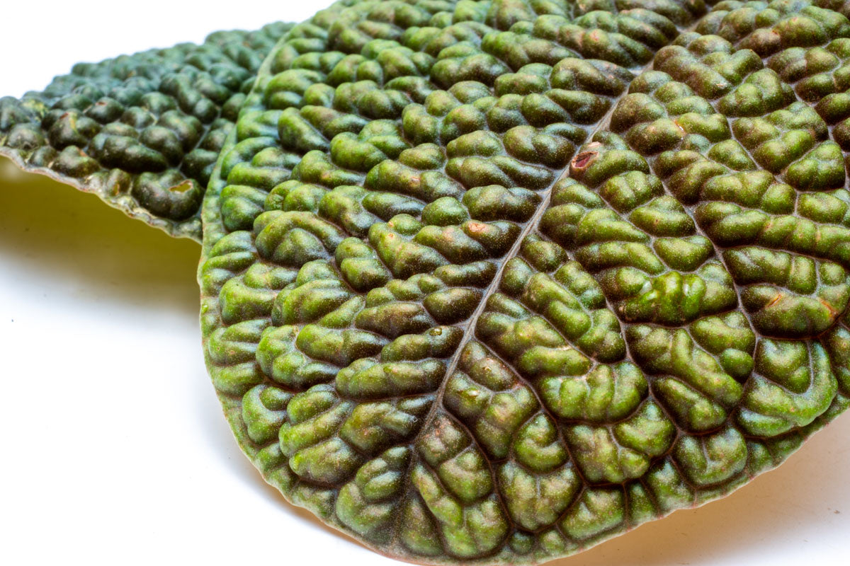 Ardisia Rare Terrarium Vivarium House Plant