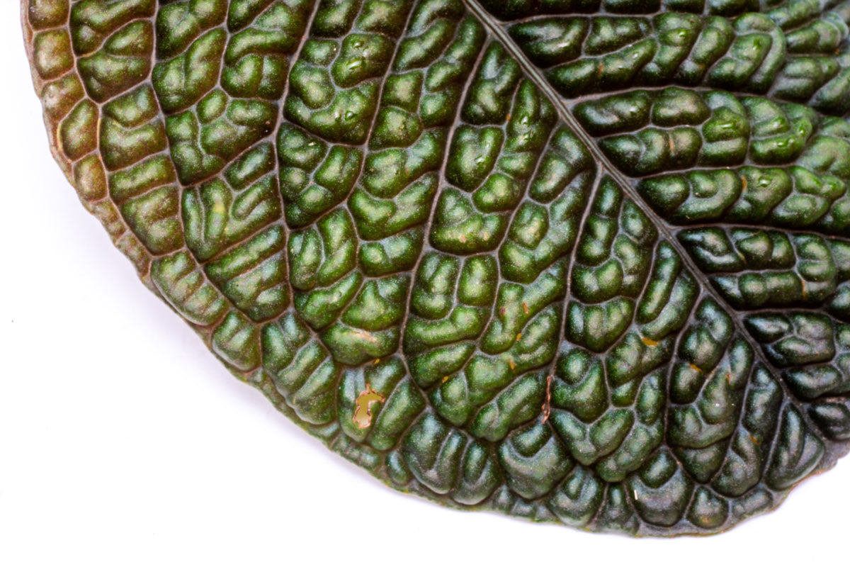 Ardisia Rare Terrarium Vivarium House Plant