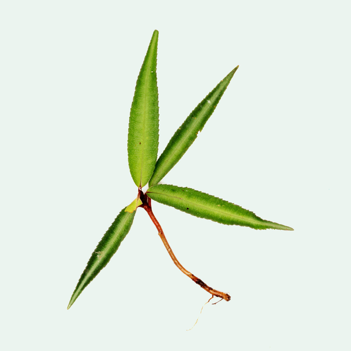 Ardisia Rare Terrarium Vivarium House Plant