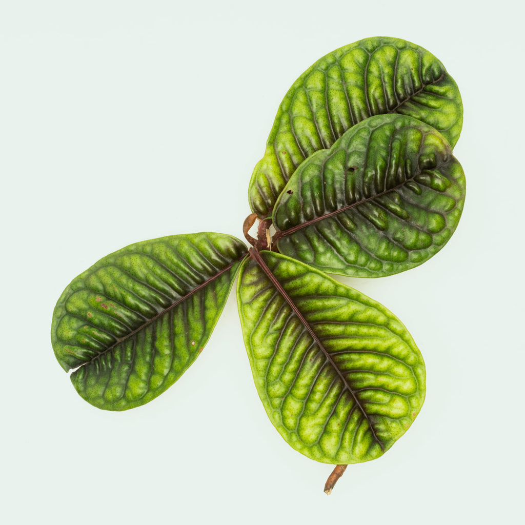 Ardisia Tricolor Rare Terrarium Vivarium House Plant