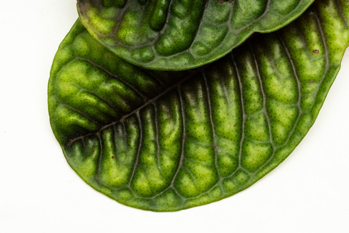 Ardisia Tricolor Rare Terrarium Vivarium House Plant