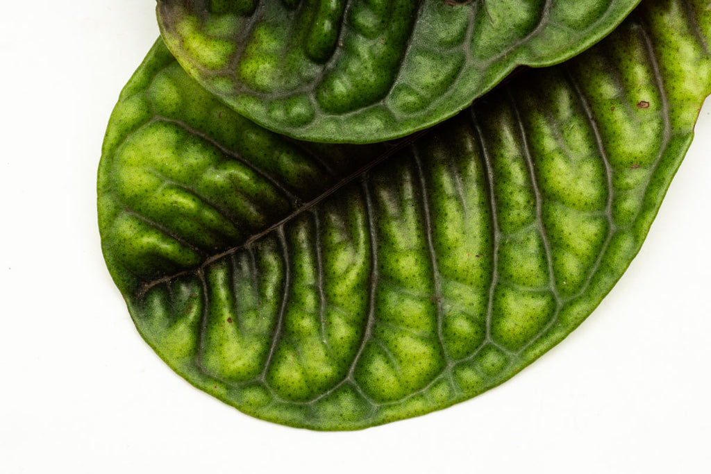Ardisia Tricolor Rare Terrarium Vivarium House Plant